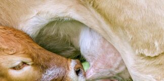 Co zamiast smoczka do usypiania?