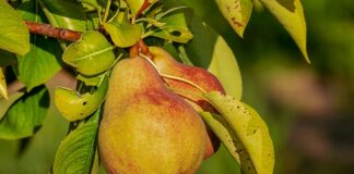 Jak dobrać odpowiednie odżywki?