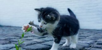 Jak wygląda atak jaskry?