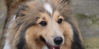 Jak sprawdzić czy Crocs są oryginalne?