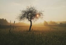 Jak długo goi się rana po zdjęciu szwów? Jak długo goi się rana po zdjęciu szwów?