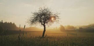 Jak długo goi się rana po zdjęciu szwów?