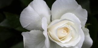 Na czym polega życie w czystości?