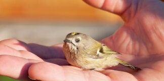 Co zrobić gdy organizm jest osłabiony?