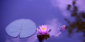 Jak oczyścić stawy i kości?