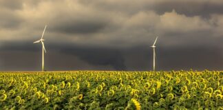 W jakiej kolejności nakładać olej na twarz?