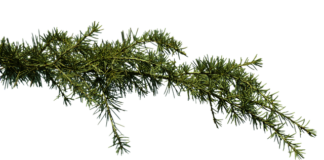 Co na zatkane jelita?