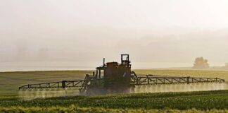 Czy w oleju rzepakowym jest glifosat?