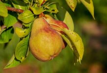 Jakie odżywki na suche i zniszczone włosy? Jakie odżywki na suche i zniszczone włosy?