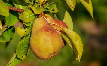 Jakie odżywki na suche i zniszczone włosy?
