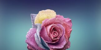 Czym się różni Nawilżacz od oczyszczacza powietrza?