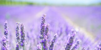 Czy lawenda jest szkodliwa dla człowieka?