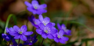 Co spowalnia rozwój jaskry?